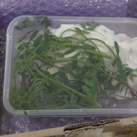 Sturdy packaging, a food source, and a paper towel helps keep specimens alive for identification.