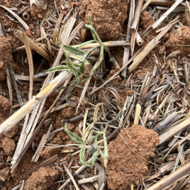 Bryobia mite feeding damage on moisture stress vetch (photo by S.Richmond)
