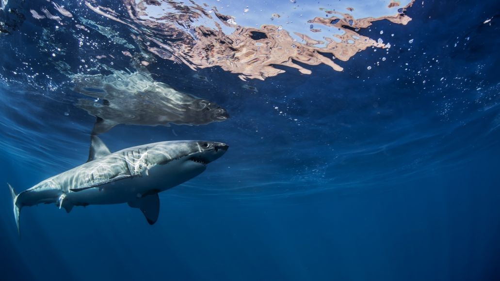 Shark swimming underwater