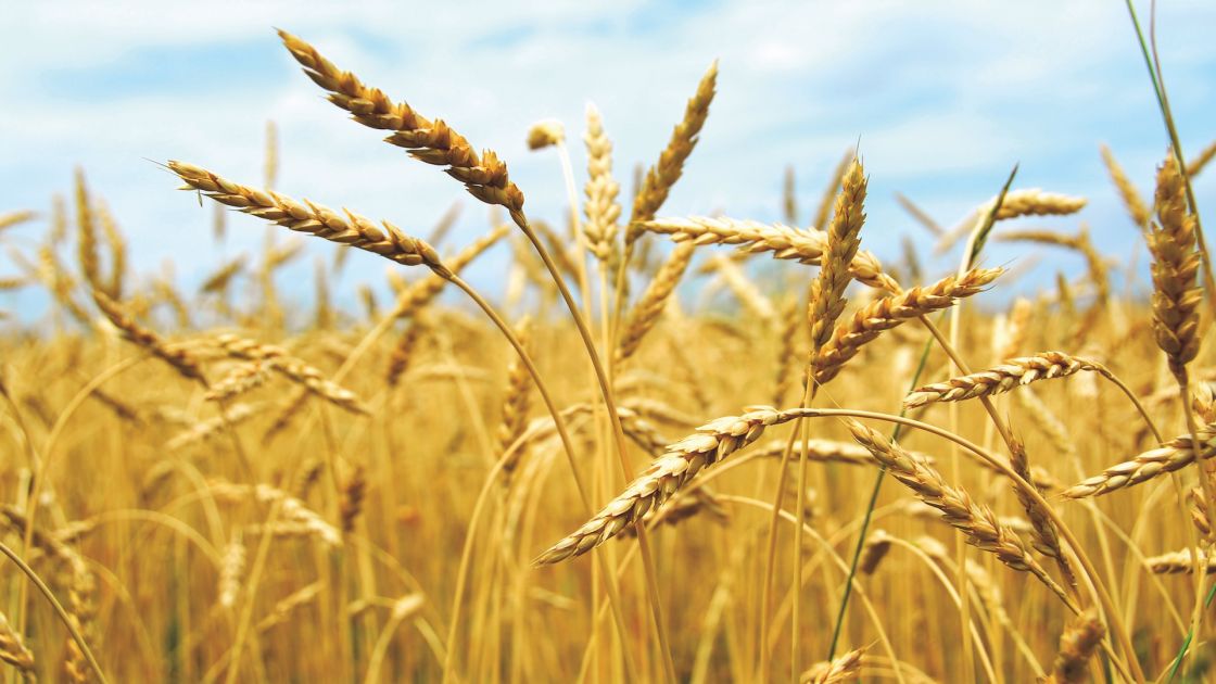 Grain production predicted to bounce back to pre-drought levels