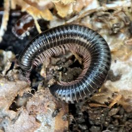 Black Portuguese millipede (Photo by R. Hamdorf)