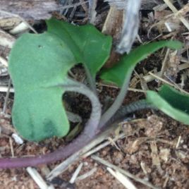 An example of Mandalotus weevil adult ringbarking (photo by K. Perry)