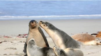 Travelling to Kangaroo Island