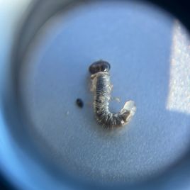 Blackheaded cockchafer larvae under a microscope (photo by Sam Boehm)