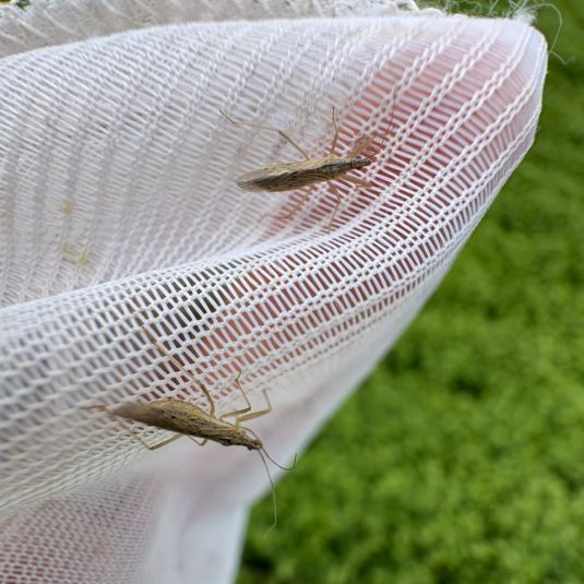 Damsel bugs in sweep netting