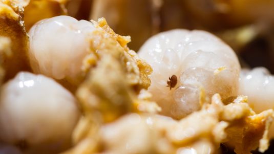Varroa mite on bee larva