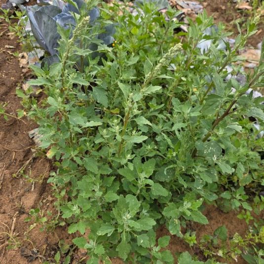 A cluster of weeds with green elongated leaves and flower spikes.