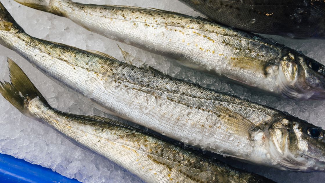 Temporary King George Whiting limits apply in Coffin Bay and Kiana