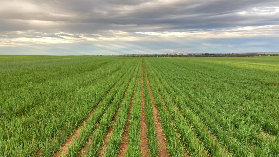 SARDI Minnipa Ag Centre Field Day 2026
