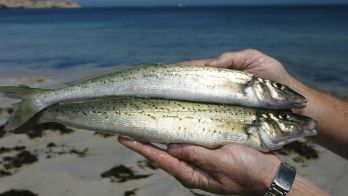 King George Whiting closure lifted for recreational fishers