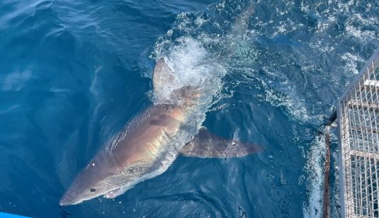 Great White Shark