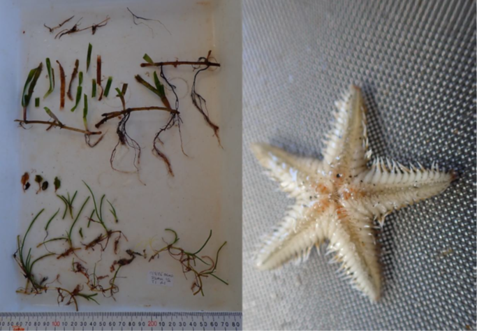 collection of biological samples