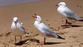 H5 bird flu testing update 8 August