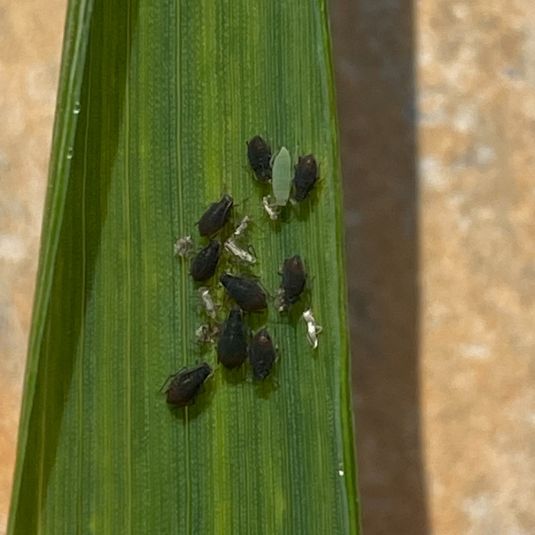 Oat aphids and Russian wheat aphid on wheat