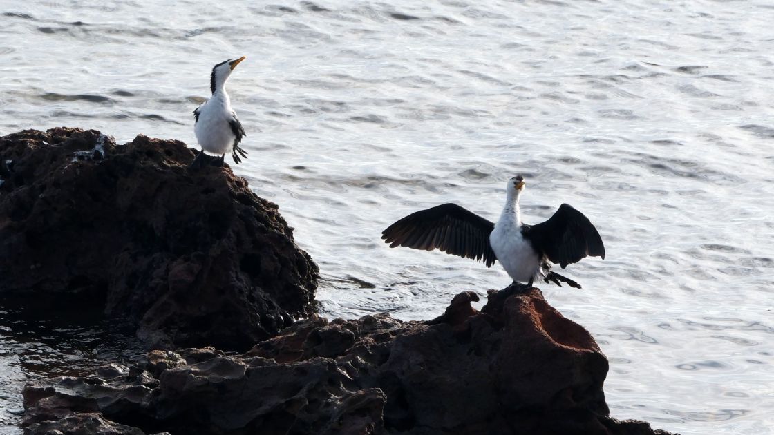 2 cormorants on a rock