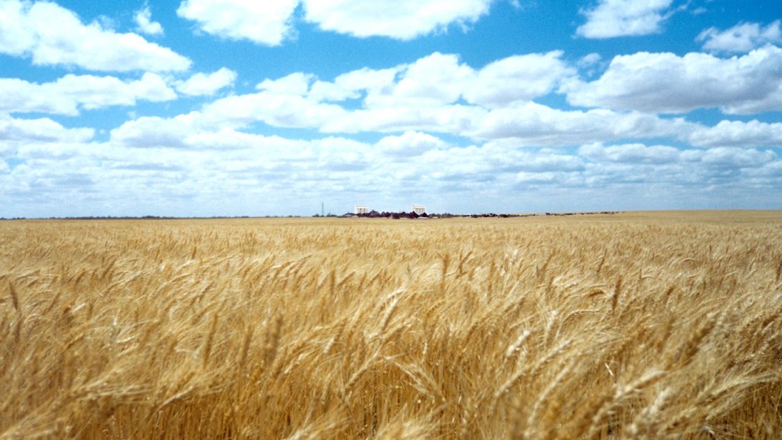 a large field of grain