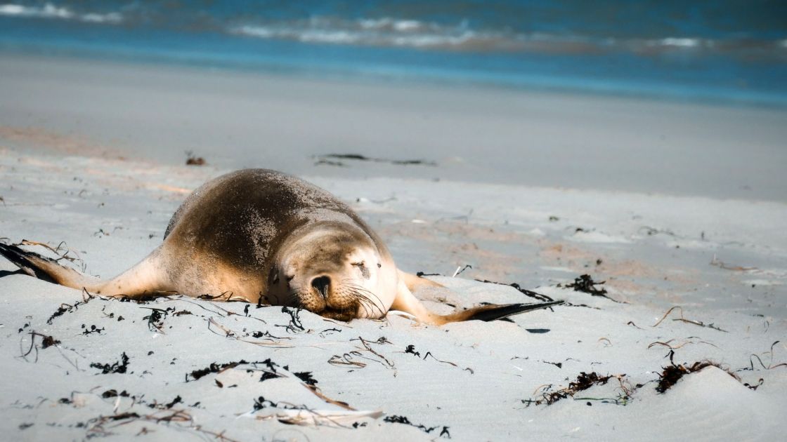 sea lion sleeping on beach