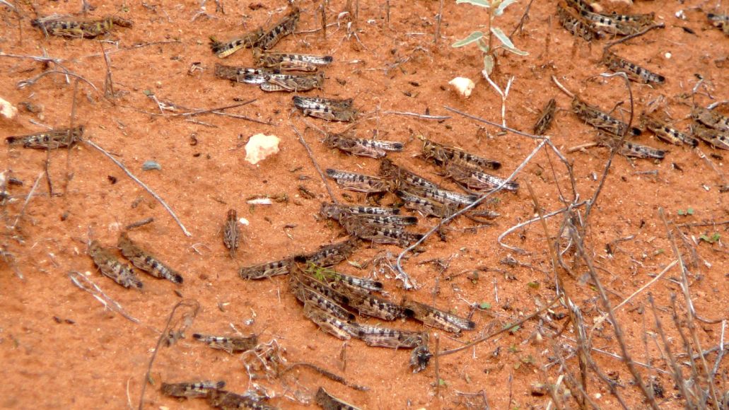 Many adult locusts resting on the dirt.