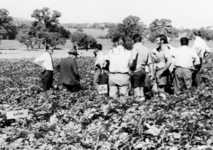 Potato variety field day at Woodside 1973