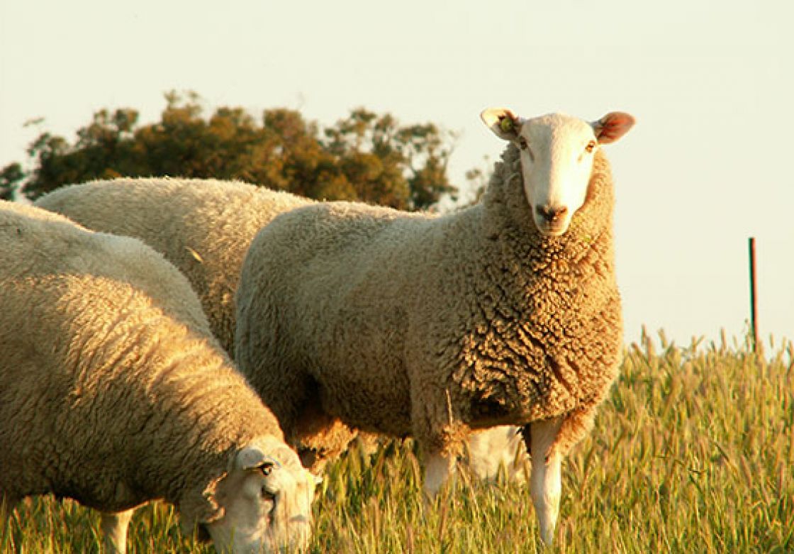 Assistance for drought-impacted producers with the transition to eID for sheep and goats