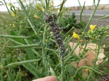 Cabbage aphid colony on canola (Chris Butler)