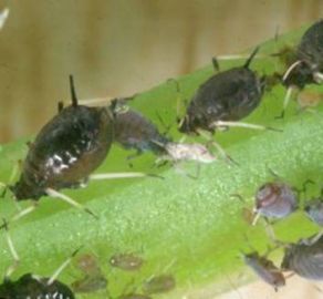 Cowpea aphids: non-winged adult, nymphs and cast skins