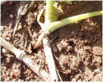 Crop damage - Weevils at the base of a ringbarked canola seedling