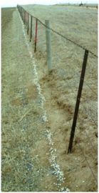Crop damage/Baiting - Snail baiting along fence line before summer rain