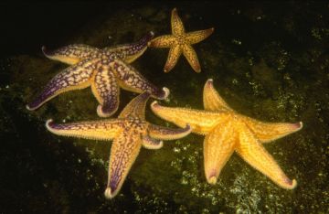 Northern Pacific Seastar (<i>Asterias amurensis</i>)