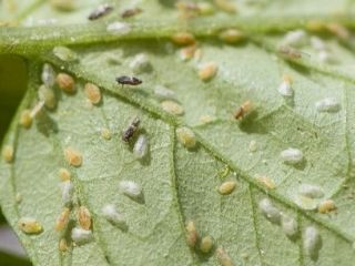 TPP nymphs, nymph cases and adults on the underside of tomato leaf