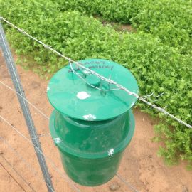 Bucket trap containing female sex pheromone (photo: C. Davey)