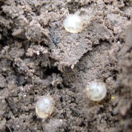 Slug eggs on the soil surface (Photo: K. Perry)