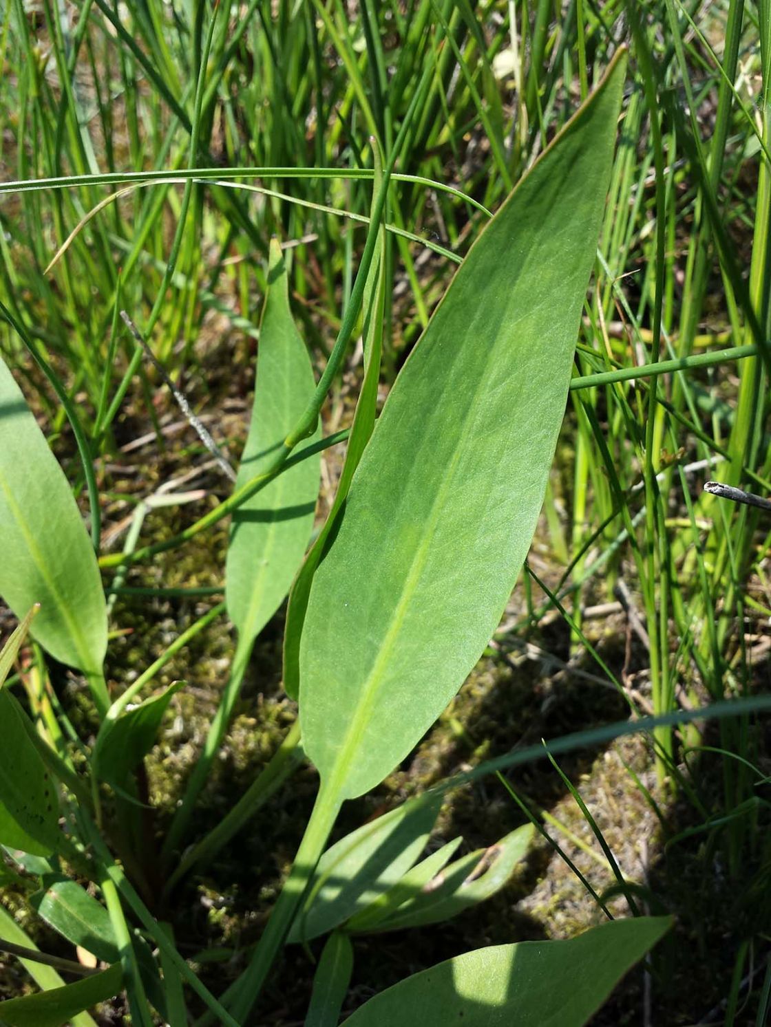 Alisma_1_-_Alisma_lanceolatum_2.jpg