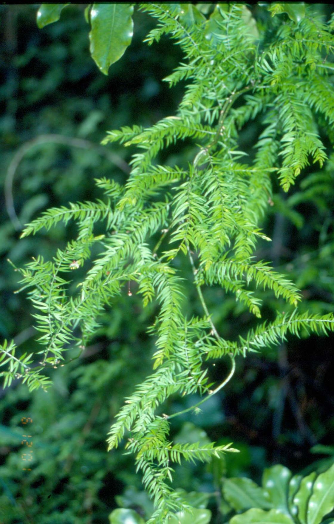 asparagus_fern_2_-_AscandensDWLBC.jpg