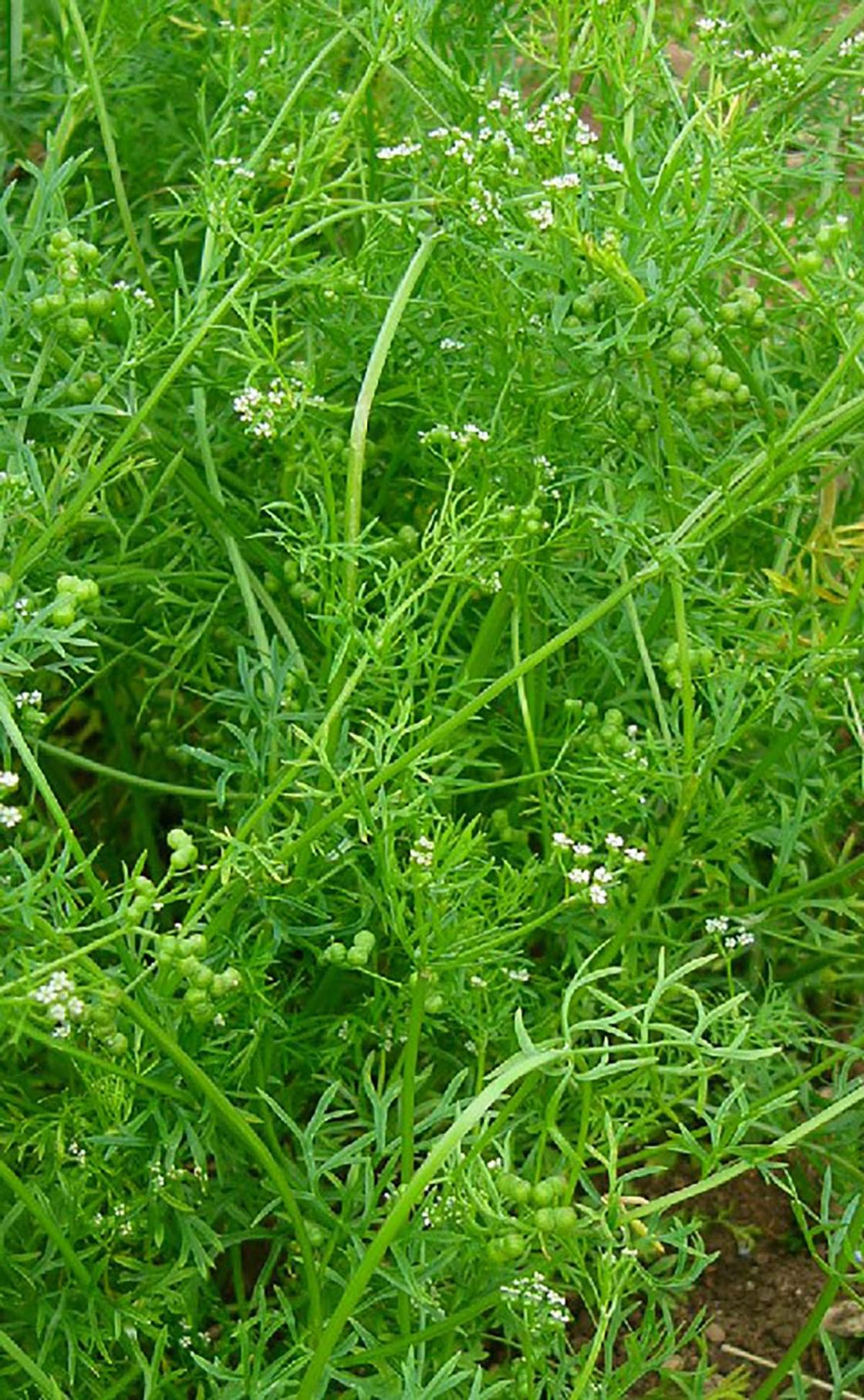 bifora_2_-_Bifora_infestation_-_Thomas_Meyer.jpg