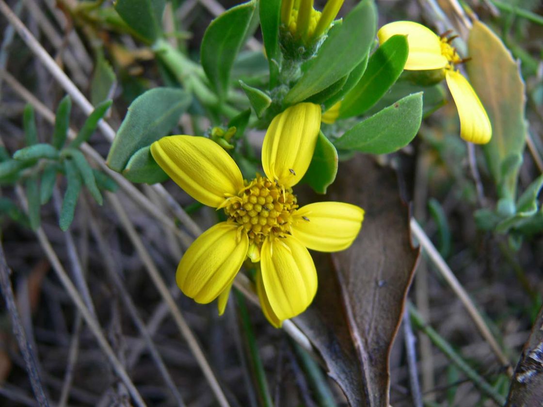 boneseed_1_-_BS_Flower_A_Harvey.jpg