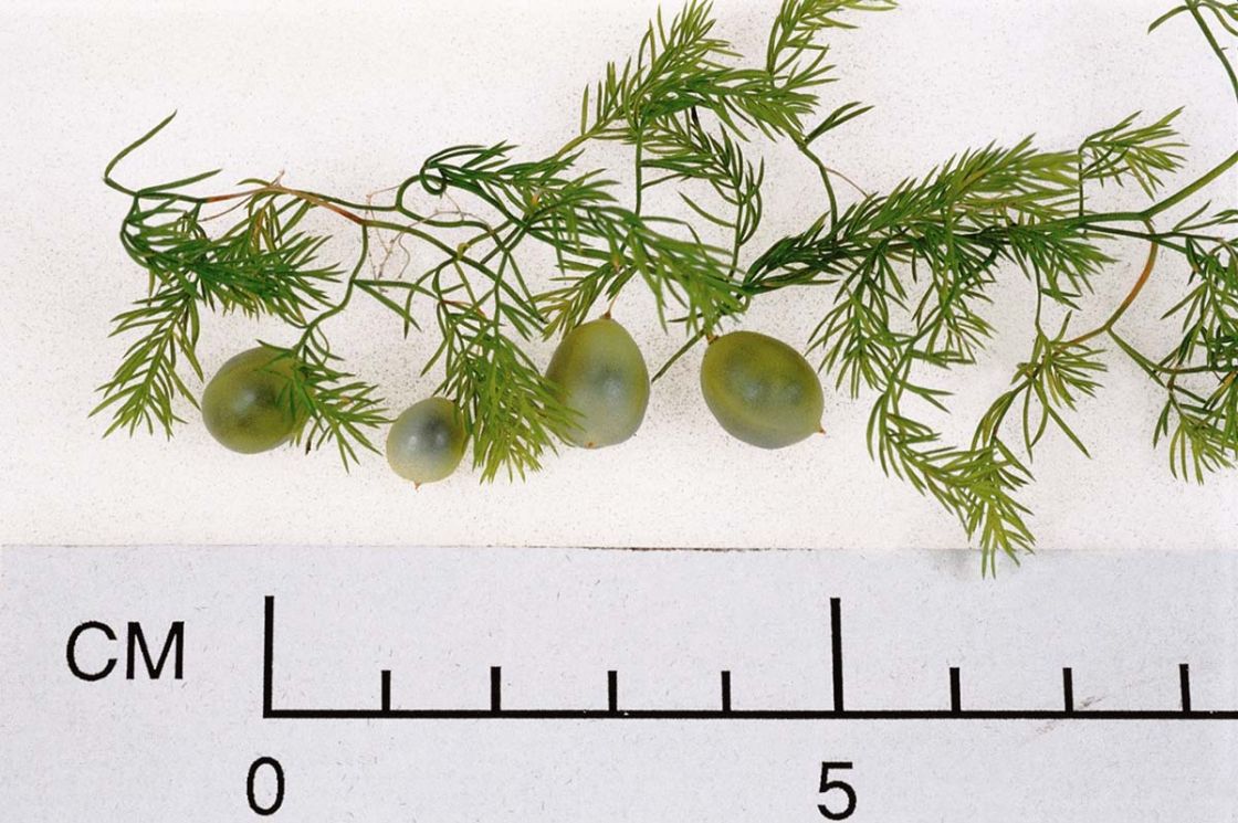 bridal_veil_2_-_Bridal_Veil_Fruit_DWLBC3.jpg