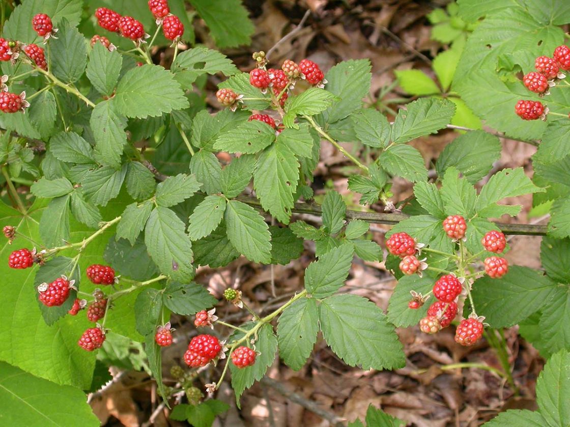 Bundy_blackberry_1_-_foliage_and_fruit.jpg
