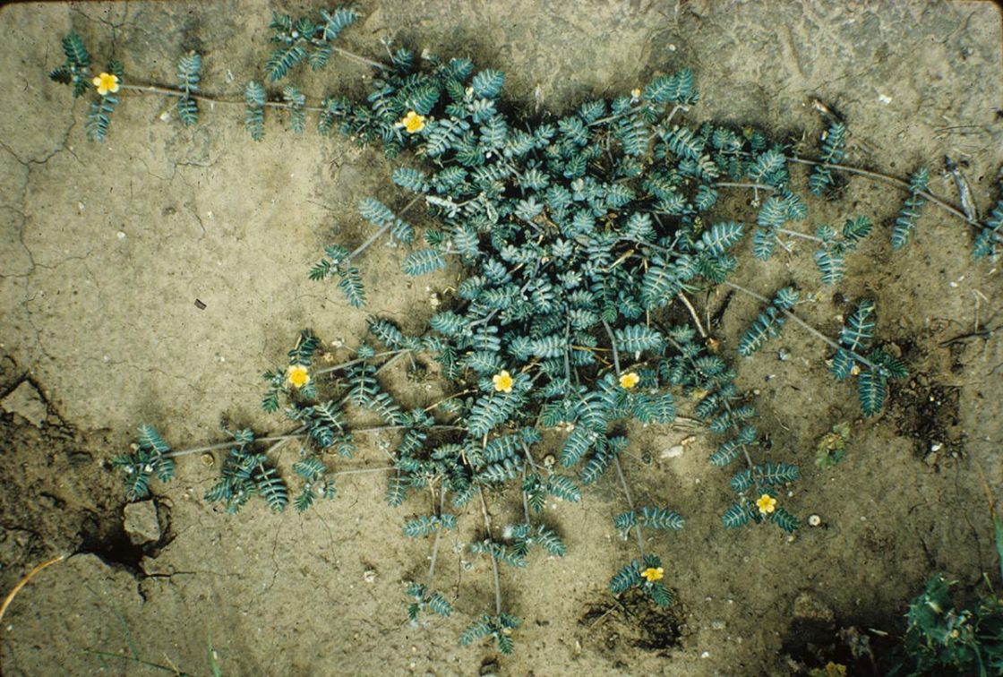 caltrop_2_-_Caltrop_DWLBC.jpg