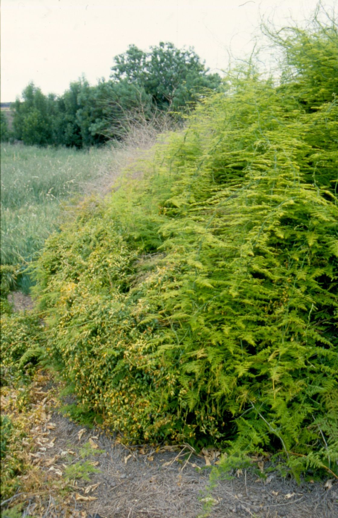 climbing_asparagus_fern_1_-_climbing_asparagus_fern_1.jpg