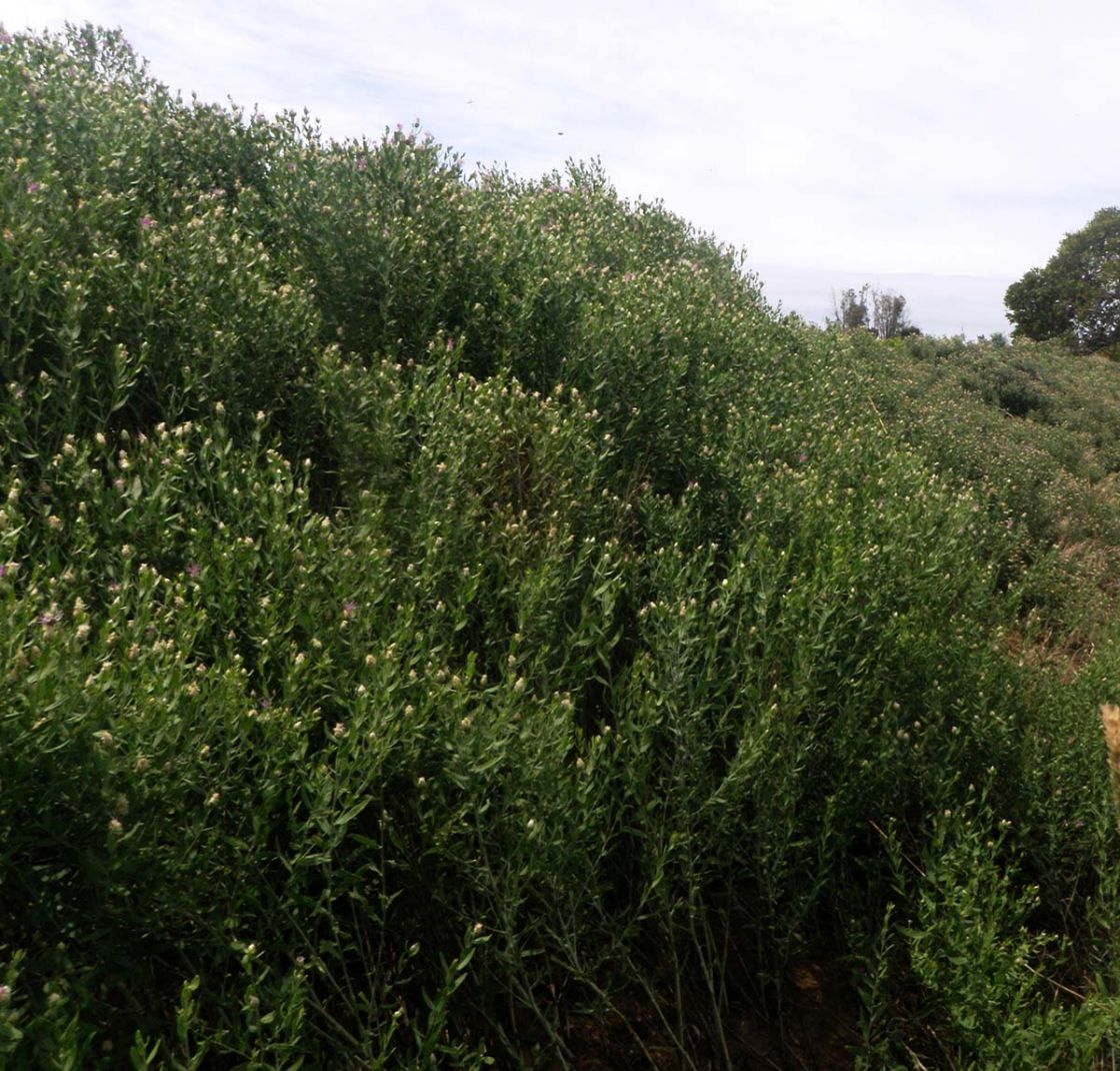 creeping_knapweed_1_-_crpknp_JHeap.jpg