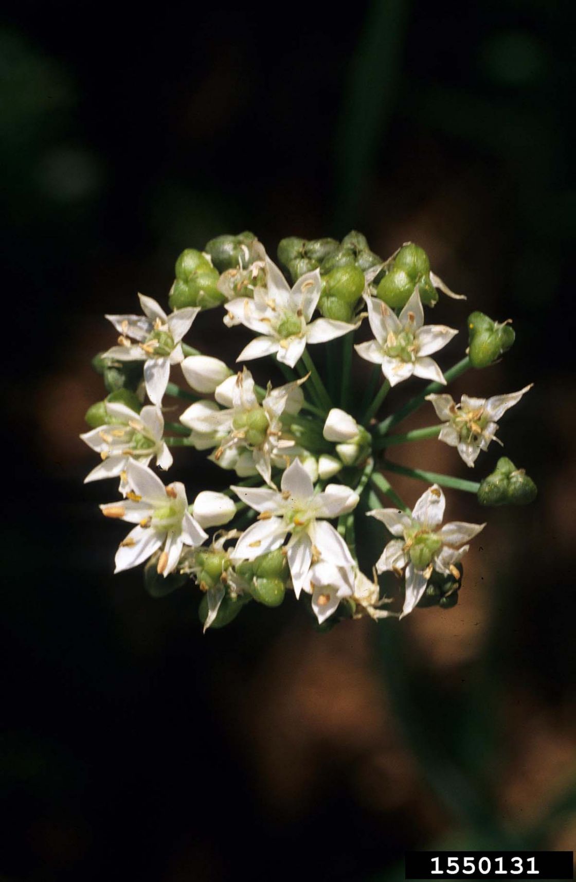 field_garlic_1_-_1550131.jpg