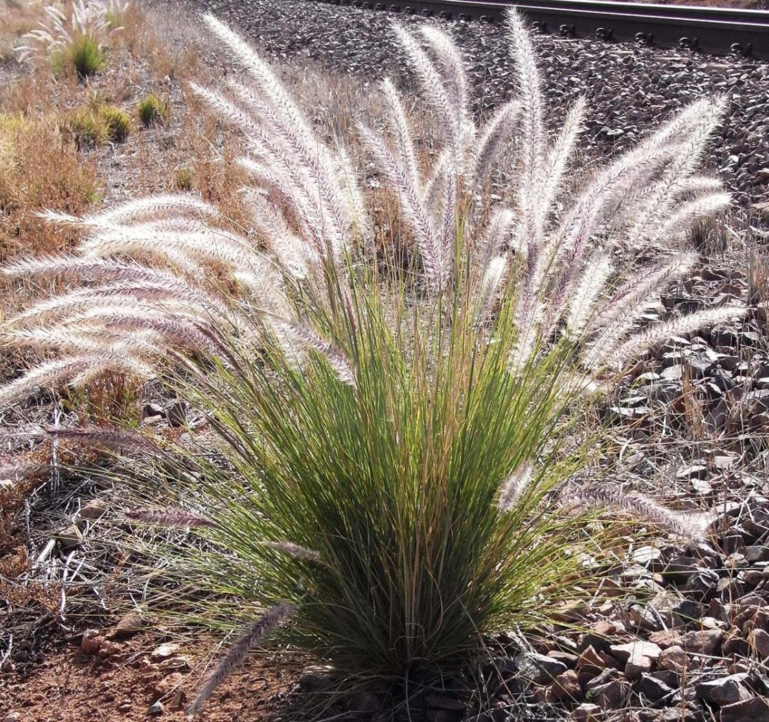 fountain_grass_2_-_fountain_grass.jpg