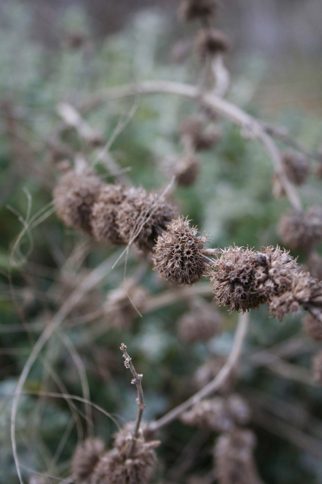horehound_1_-_HH_Burr_P_Gillen.jpg