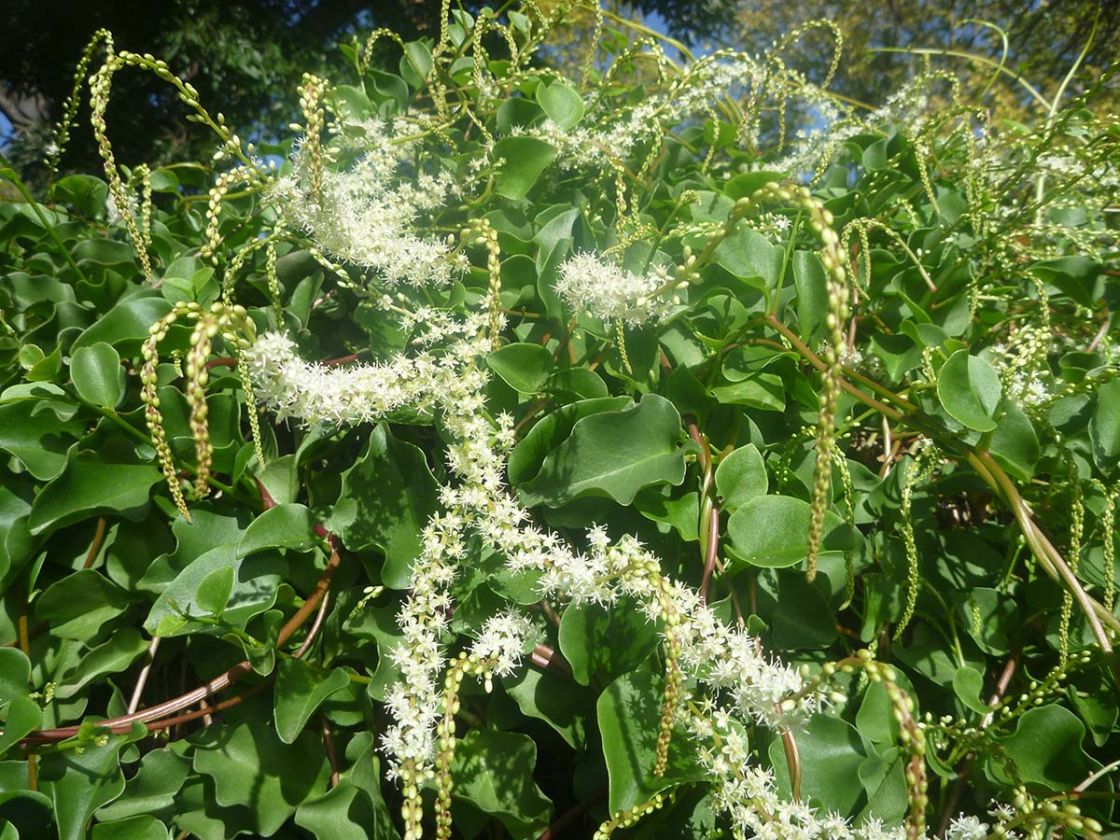 madeira_vine_2_-_Anredera_cordifolia_DBlewett.jpg