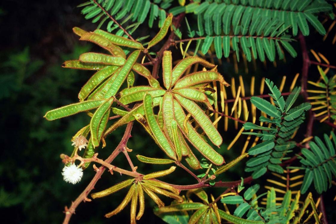 mimosa_1_-_Mimosa_pigra.jpg