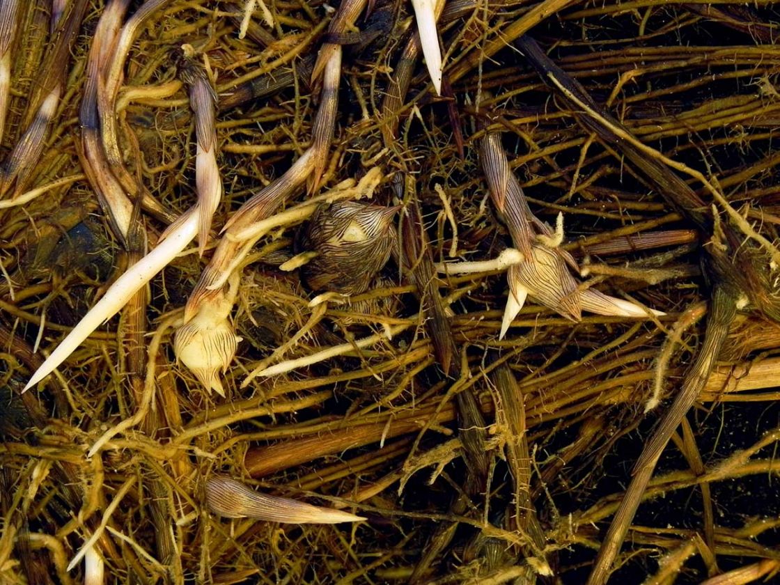 nutgrass_1_-_Cyperus_rotundus_DSCN0784.jpg