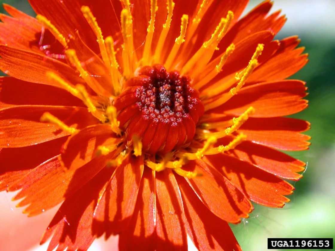 orange_hawkweed_1_-_1196153.jpg