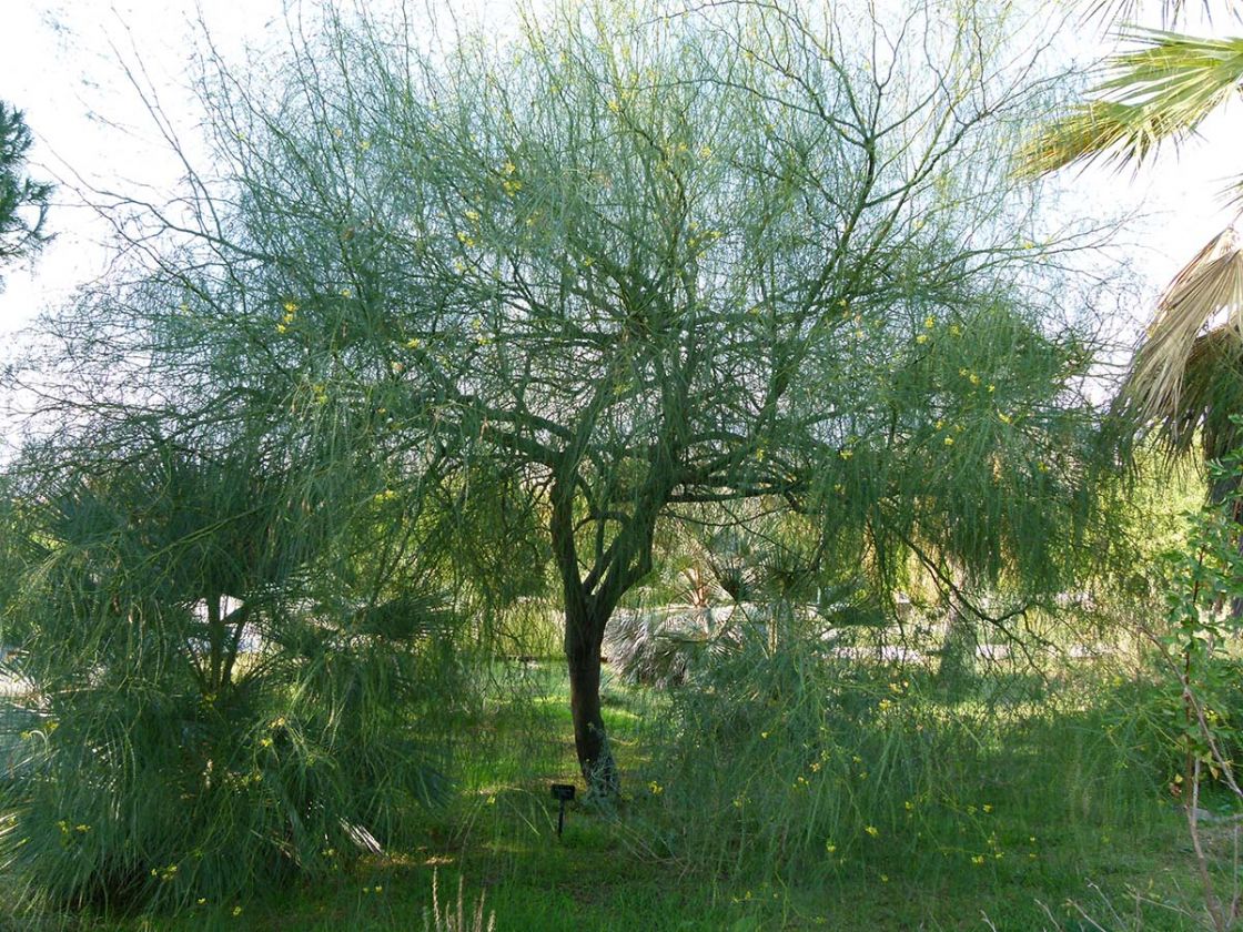 parkinsonia_2_-_Parkinsonia_-_tree.jpg