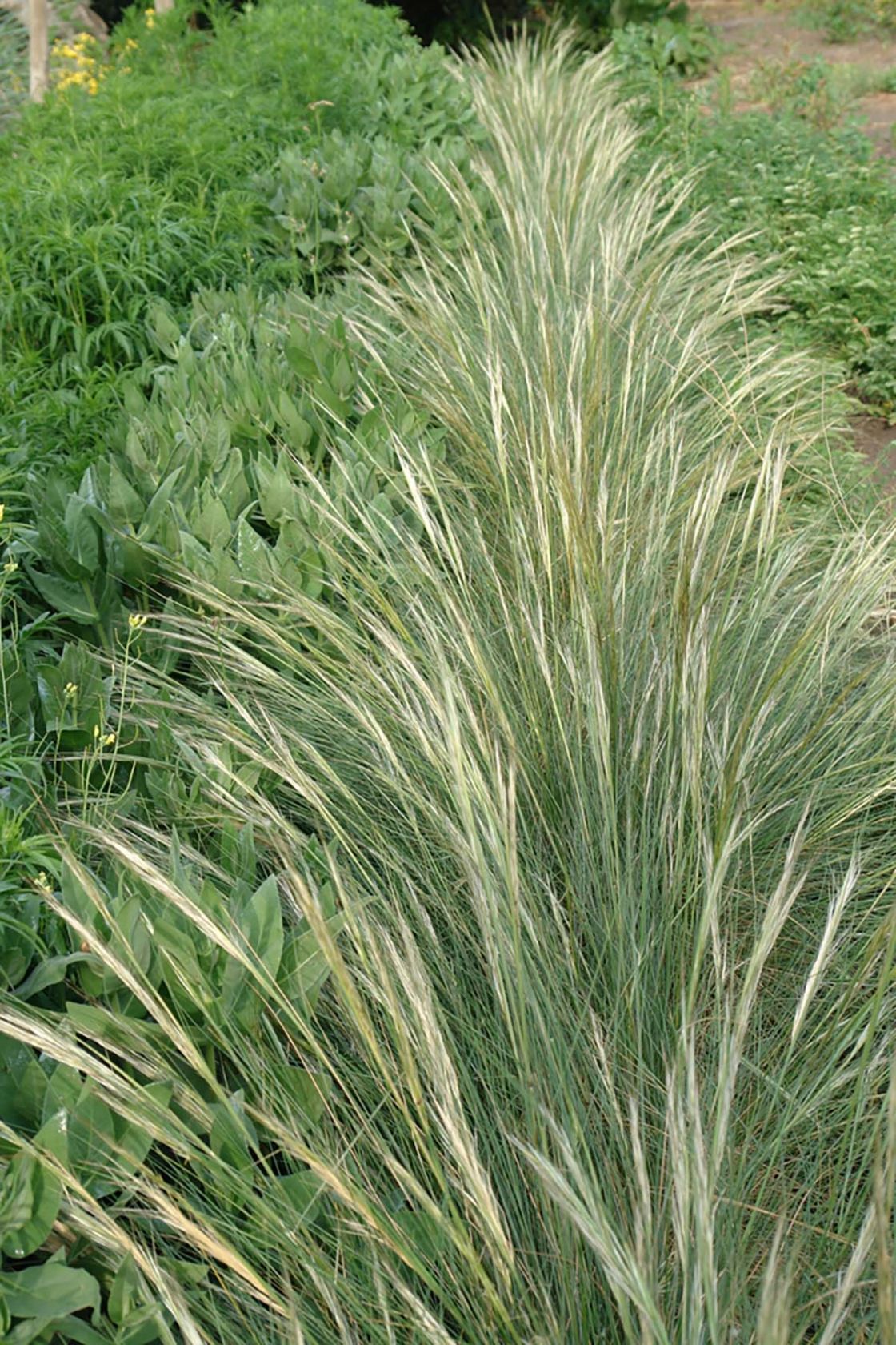 plumerillo_1_-_Plumerillo_.jpg